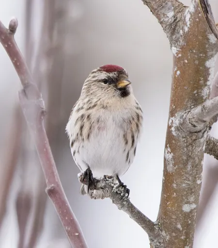 Common Redpoll  ( Acanthis flammea )